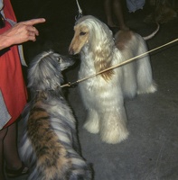 339-14- 199908 Sedalia Dog Show